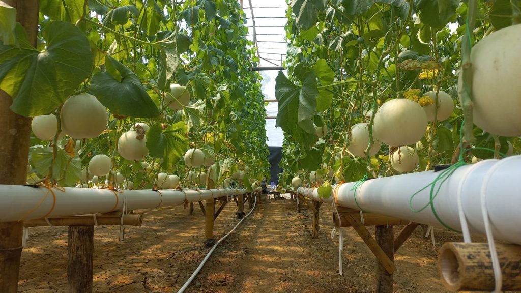 Potensi Untung Budidaya Melon di Greenhouse, Hasil Penelitian Menunjukkan